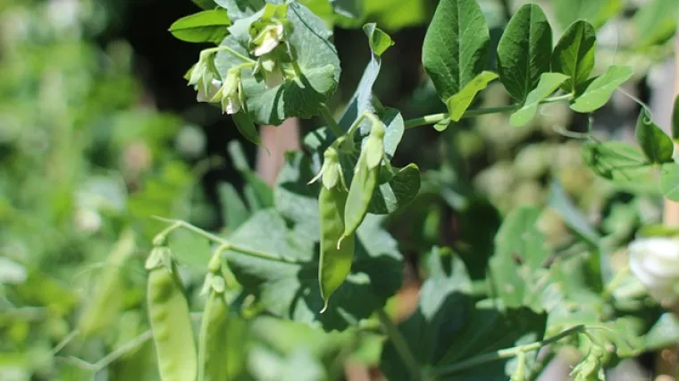 Kada se sadi gra&scaron;ak?