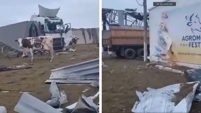 Nizozemac snimio krave kako slobodno &scaron;eću po razorenoj farmi u regiji Harkiv: 'Ovo mora prestati!'