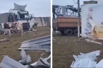 Nizozemac snimio krave kako slobodno šeću po razorenoj farmi u regiji Harkiv: 'Ovo mora prestati!'