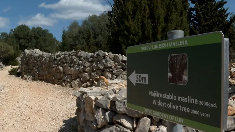 Paradoks na Pagu zbog kojeg mje&scaron;tani tuže državu: Imaju najstarije masline na Mediteranu, ali ne posjeduju zemlju