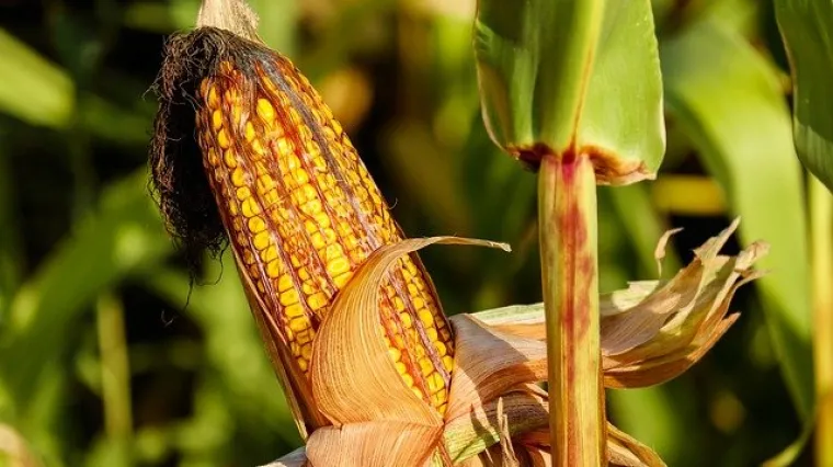 Kako se rije&scaron;iti moljaca u kukuruzu?