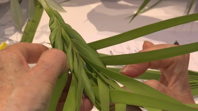 Na blagdan Cvjetnice Dubrovčani u crkvu nose palmine grane: Posebna tehnika pletenja li&scaron;ća prenosi se generacijama