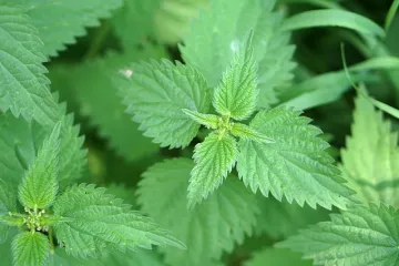 Varivo od koprive ručak za poželjeti