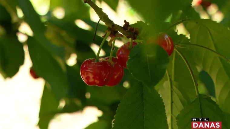 Cijene voća bi mogle biti niže, a ovogodi&scaron;nji urod najbolji: 'Jedino ako nas ne iznenadi mraz u svibnju'