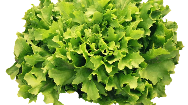 Što je salata endivija? Kako pripremiti salatu endivija?