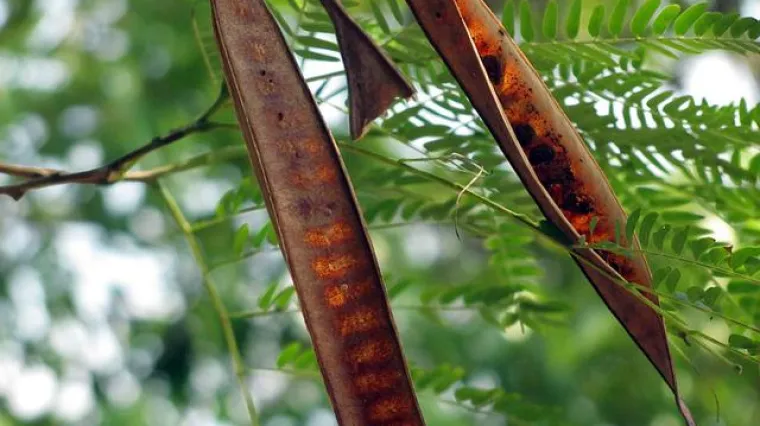 Sadnja i uzgoj rogača: Kako uzgojiti stablo rogača?