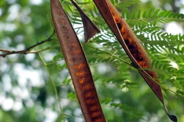 Sadnja i uzgoj rogača: Kako uzgojiti stablo rogača?