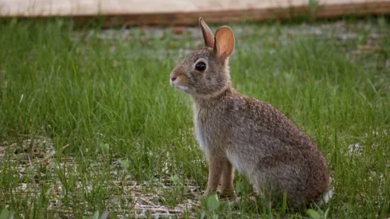 Kako je 'nečisti zec' postao glavni junak Uskrsa? Simbol koji skriva zanimljivu priču