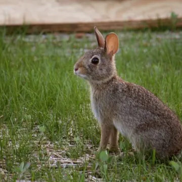 Kako je 'nečisti zec' postao glavni junak Uskrsa? Simbol koji skriva zanimljivu priču