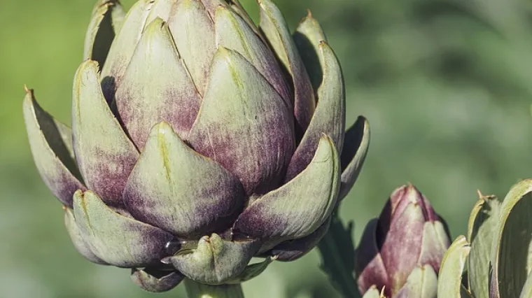 Rižoto od artičoka predjelo ili glavno jelo bez mesa