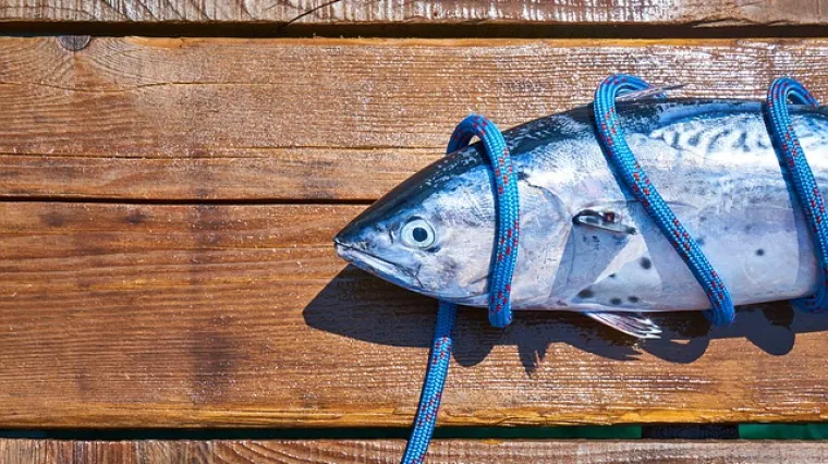 Kako pravilno pripremiti palamidu na ro&scaron;tilju?