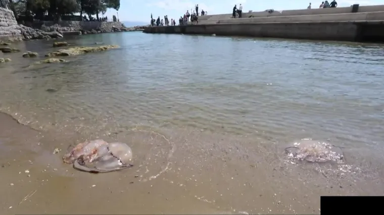 Počeli sezonu kupanja, ali i čuvali guze - dočekale ih polametarske meduze! Pogledajte i tu atrakciju, dodu&scaron;e, malo opasnu