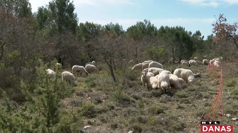 Kad jaganjci utihnu: Za Uskrs se najvi&scaron;e tražila janjetina, RTL je obi&scaron;ao i one koji ih uzgajaju i one koji ih peku