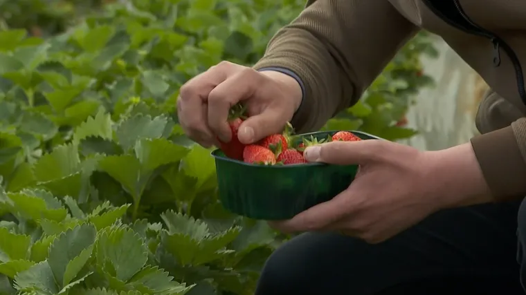 RTL na berbi prvih vrgoračkih jagoda. Kilogram skuplji od 50 kuna. Kako ih prepoznati na tržnicama?