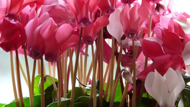 Kratki vodič - sve o uzgoju i održavanju ciklame