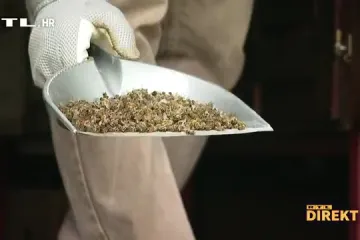 Pomoćnik ministrice o pomoru pčela za Direkt: 'U ovom trenutku ne možemo reći koji su se pesticidi koristili'