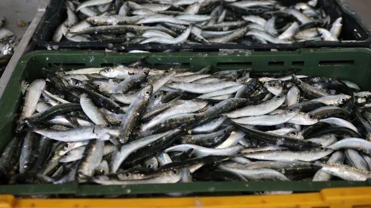 'Kvari se svježa riba, meso...' Zagrebačkoj tržnici ograničen pristup hladnjači, kamioni stajali u redovima, trgovci ogorčeni