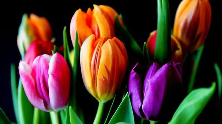 Koje je značenje tulipana?