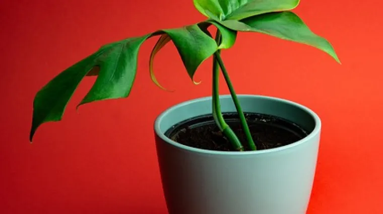 Monstera - uzgoj i zalijevanje sobne biljke monstere