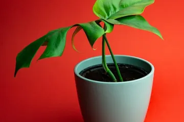 Monstera - uzgoj i zalijevanje sobne biljke monstere