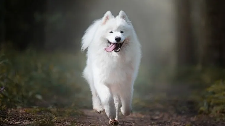 Samojed - osnovne karakteristike i osobine
