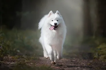 Samojed - osnovne karakteristike i osobine