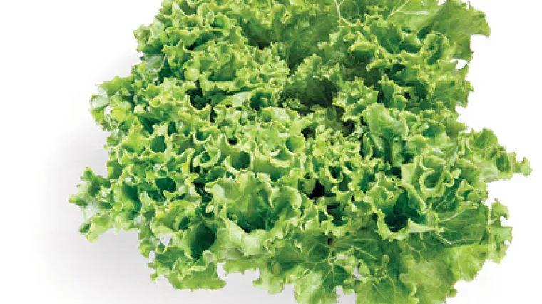 Zelena salata kristalka - sve dobrobiti zelene salate kristalke