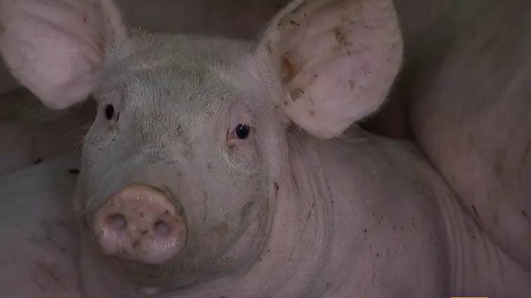 I prasci imaju osjećaje, znanstvenici ih naučili de&scaron;ifrirati. Direkt pričao sa svinjama: 'Kad skviče, to je poziv za uzbunu'