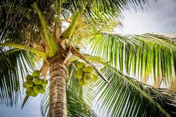 Kokos palma - uzgoj i sadnja kokos palme