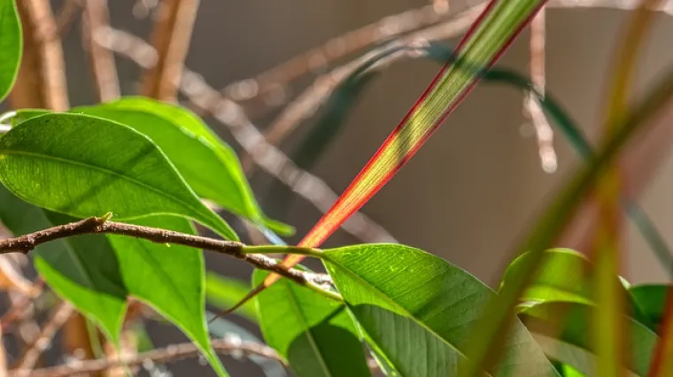 Zamioculcas zamiifola - uzgoj i presađivanje