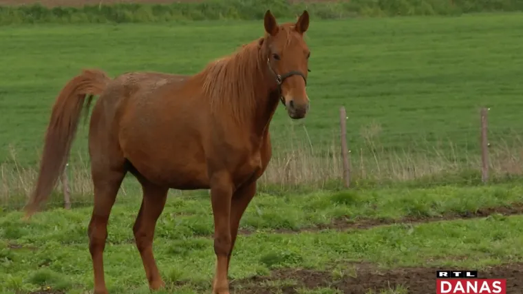 Kod Bjelovara se nalazi najrjeđa pasmina konja: 'Ono &scaron;to su za Dubrovnik njihove zidine, za nas su gidrani'