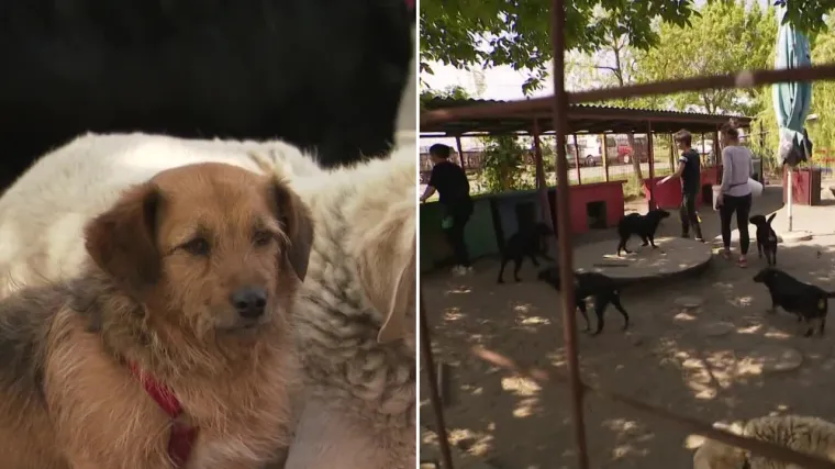 Osječani se odazvali akciji či&scaron;ćenja azila: 'Na&scaron;i psi su dobri domaćini'