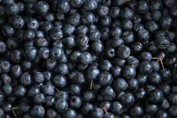 Zamrzavanje aronije za samo 10 minuta