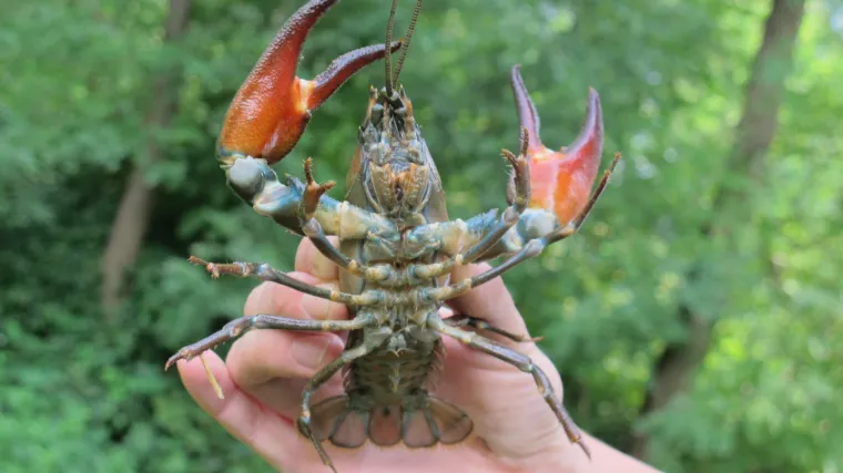 Tri invazivne vrste rakova u Hrvatskoj: signalni rak ugrožava čak i Plitvička jezera!