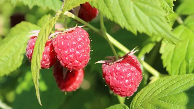 Kako uzgojiti maline na balkonu?