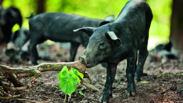 Kuda idu crne svinje? Kulturni fenomen Slavonije i Baranje