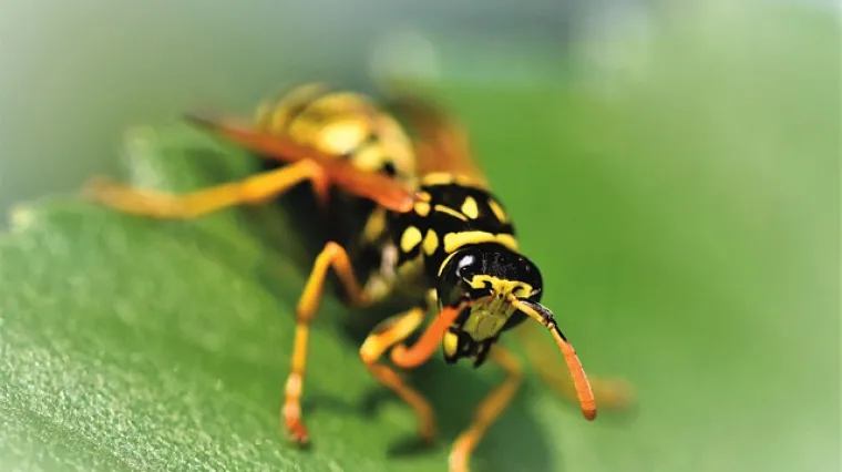 Od čega bježe pčele?