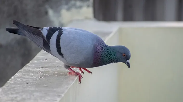 &Scaron;to golubovi ne vole?