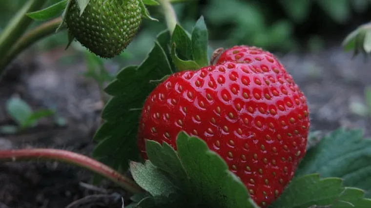Kako izgleda razmnožavanje jagoda mjesečarki?