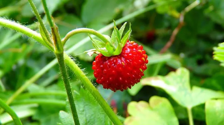 Koje su najpoznatije vrste jagoda?