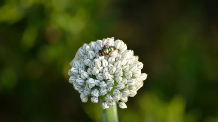 Jeste li znali da soda bikarbona učinkovito djeluje protiv lukove muhe?