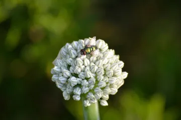 Jeste li znali da soda bikarbona učinkovito djeluje protiv lukove muhe?