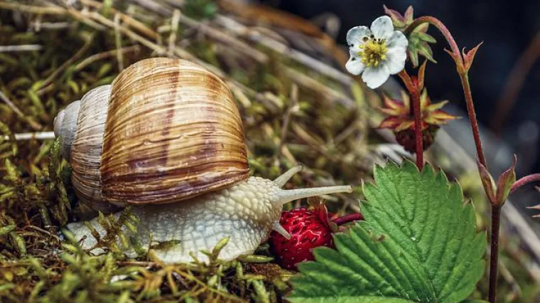 Kako pepeo djeluje protiv puževa?
