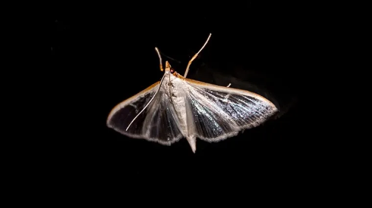 Jesu li moljci opasni? Grizu li moljci?