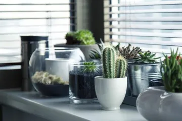 Mini kaktusi jednostavni za održavanje, a savršena dekoracija
