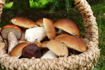 Je  li moguć uzgoj vrganja kod kuće?