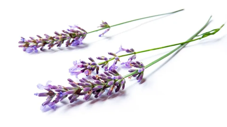 Kada se sadi lavanda u vrtu?