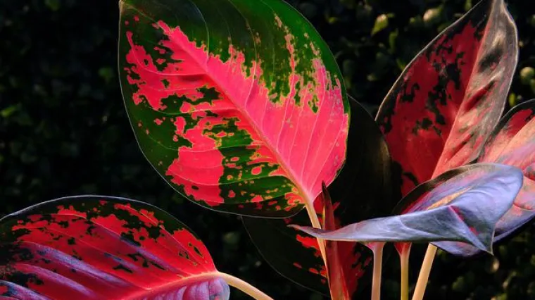 Cvijet aglaonema - uzgoj i sadnja sobnog zeljastog cvijeta