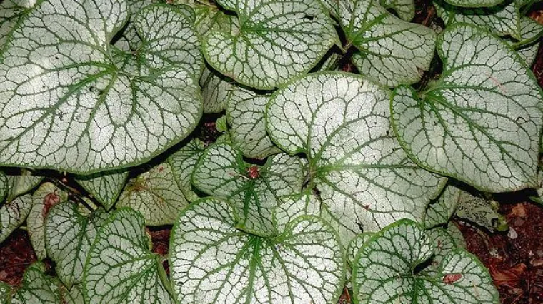 Peperomia - zalijevanje i uzgoj sobne tropske biljke