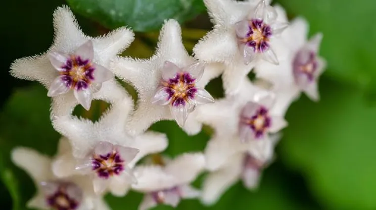 Hoya biljka ili vo&scaron;tani cvijet za proči&scaron;ćavanje zraka